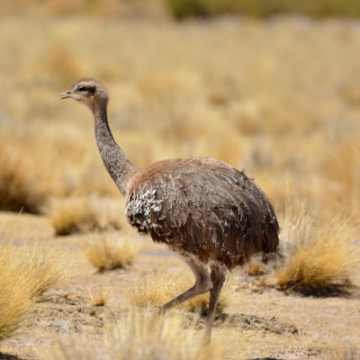 Brown Tinamou